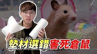 倉鼠墊材怎麼選？墊材經驗分享【鼠鼠告訴你】#7