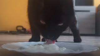 BLACK KITTEN LICKING YOGURT OFF A PLATE! ASMR