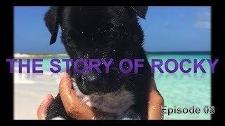 Sailing Trip Family - EP03 - The Story about our Puppy Rocky