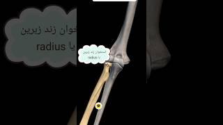 آناتومی مفصل آرنج |  Elbow Joint | آسیب شناس