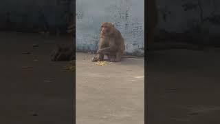 Monkey video|  #shorts #ytshorts #trending #shortsfeed #monkey