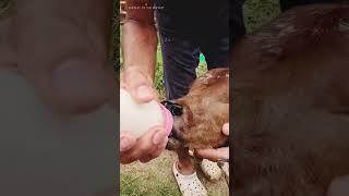 Baby Cow love & Care | Cute and Funny Cow Calf drinking Milk | feeding Calf | Iskcon Goshala