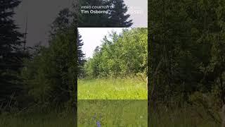 Baby Moose & Momma  #trailcamera #wildlife #wildanimals