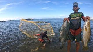 "Super Skill! " Massive Barramundi Fish And Big Snapper Fish Catching In Simple Cast Net Throw