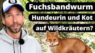 Fuchsbandwurm der Parasit der dich vom Wildkräuter sammeln abhält?