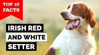 Irish Red And White Setter - Top 10 Facts