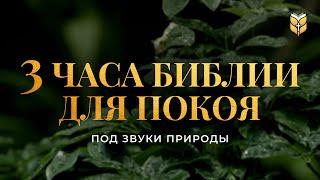 3 часа Библии для покоя под звуки природы. Современный перевод Библии #biblevision