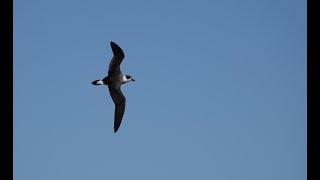 Pelagic Birding Cape Hatteras (featuring Hadoram Shirihai)