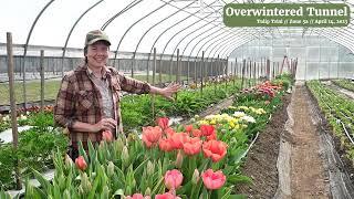 Overwintered Tulips in the Unheated Tunnel