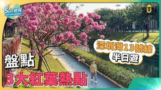 深圳灣口岸開通！由香港去深圳灣 ｜13號線周邊遊玩路線介紹｜驚喜紫花風鈴木賞花景點｜盤點深圳熱門紅葉景點｜爆汁脆皮乳鴿 入口即融叉燒｜旅攝｜Henry Lo ｜#37 SUN 旅程