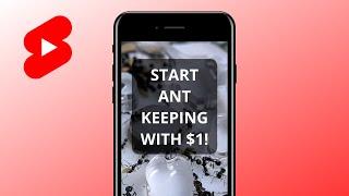 How To START ANT KEEPING With $1!