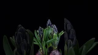 Hyacinth Blooming Time Lapse | #timelapse #germination