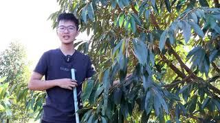 Pruning durian trees