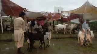 Quick trip to the Mandi on a rainy day in Karachi