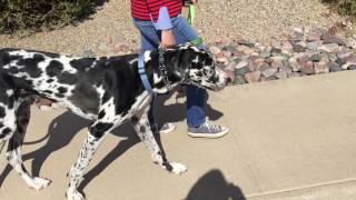 Giant Dog Walked With Ease- Greg Winters Personal Dog Training Inc