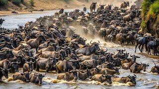 Wild Migration: The Deadly Crossing of Wildebeests on the Edge of Survival - UNRELEASED DOCUMENTARY