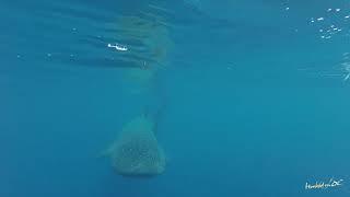 Whale Shark Ocean City Maryland 7-19-2020