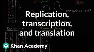 DNA replication and RNA transcription and translation | Khan Academy