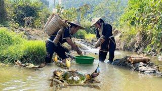 Dwarf family sets traps to catch crabs in small streams and takes them to the market to sell.