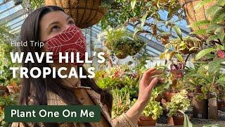 Tour WAVE HILL'S TROPICAL Greenhouse — Ep 215