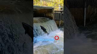 Salmon run! #salmon #fishing #salmonrun #shorts #shortsfeed
