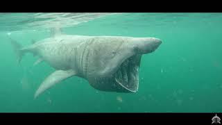 Swimming With Huge Sharks! Promo: Basking Shark Scotland