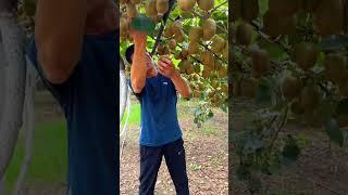 Kiwi  Harvest #satisfying #short