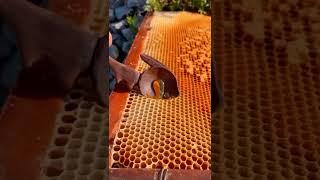Collecting honey from a hive is oddly satisfying