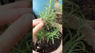 How To Stop Killing Your Rosemary Plants (Part 1)