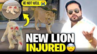 New white lion zakhmi ho gaya white lion ko bella kay cage say bahir nikal liya (mian saqib)