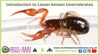 Introduction to Lesser Known UK Invertebrates