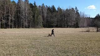 Inez 1 år och 10 månader - 2020 Online Gundog Workingtest Sweden