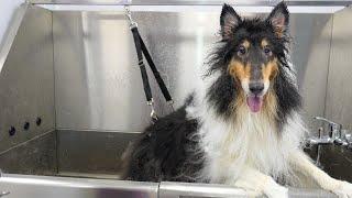 This is one "Rough" Collie | Senior Dog Transformation