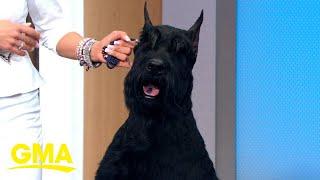 Monty the Giant Schnauzer wins Best in Show at Westminster Dog Show