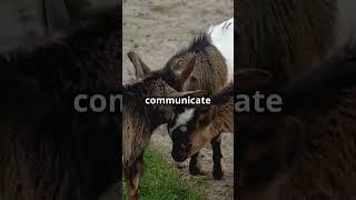 Pygmy Goats: The Most Social Little Goats 