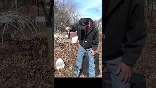 Real garden, no AI just me and the deep mulch #garden #gardening #urbanfarm #soilhealth