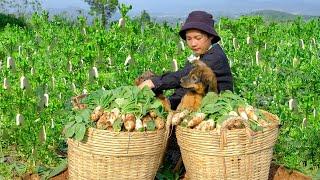 Harvest White Radish To Sell At The Market, Make Dried Radish, Water Vegetables, Care For Plants.