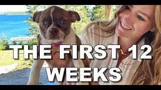 Life With A Three Month Old Boston Terrier! - Red Boston