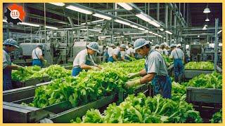 Crunch Time: The Untold Story of Celery Farming - Farming Documentary