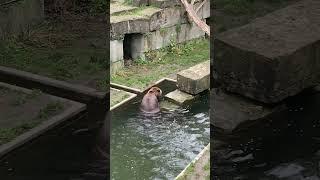 Bad boys 2 , Bern, Switzerland  #travel #europeantravel#citysightseeing #citytour #zoo#vacation