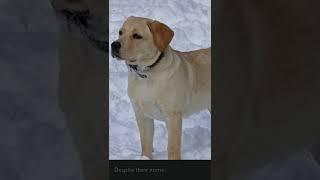 5 Unique Facts About Labradors #shorts