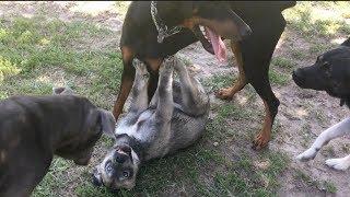 Mastiff/Pit Protects Puppy at Dog Park