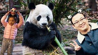 Why China (& You) Love Pandas so Much - Baby Pandas, Panda Mating & Bamboo Munching