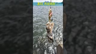 9월말 갑오징어 느나느나!!