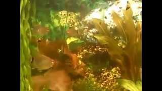 Санта Филомена балон/Santa Filomena Balon/plante d'aquarium Aqua Blog Подпишись!!!