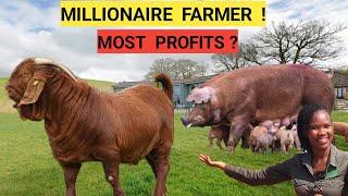 GOAT Vs PIG Farm Business, Which Is More Profitable 2025! |Market, Feeds,Housing,Water!(DETAILED)