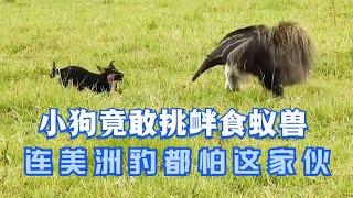 小狗竟敢挑衅食蚁兽殊不知食蚁兽非常危险连美洲豹都忌惮三分