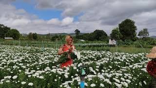 Chrysanthemum Flowers Field in Heho, Myanmar | ဂန္နမာပန်းခင်း