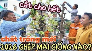 Xem chất trồng mới vườn Út Đực phát hiện cặp mai 1tỷ6 chậu 65tr khủng hoảng cắt bo giống mớ tặng AE