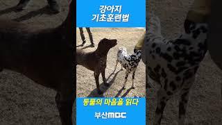 강아지 훈련하는 기초적인 방법 [동물상담사 박민철]